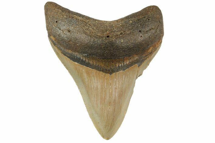Fossil Megalodon Tooth - North Carolina #183339